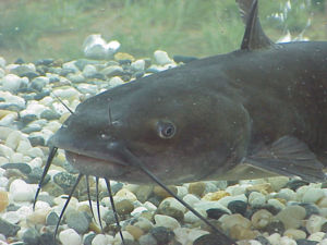 Channel catfish (Ictalurus punctatus) may be f...