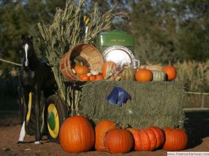 award winning pumpkins from Freeman Farms
