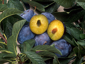 Plums that have been genetically engineered to...