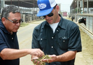 Joe Serrano, part owner of Joharra Dairy in Casa Grande is working hard to maintain healthy and productive dairy cows.