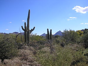 English: taken at the Arizona-Sonora Desert Museum