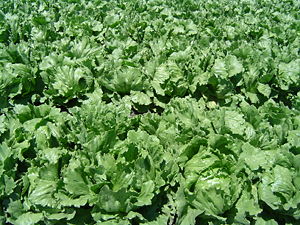 English: Close-up of an iceberg lettuce field ...