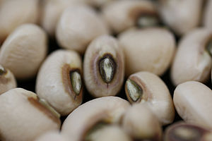 English: Close up of the black-eyed pea Catego...
