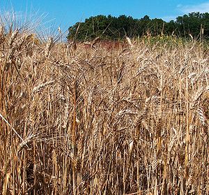 Durum Wheat crop