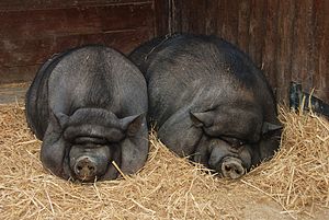 English: Two Pot-bellied pigs (Sus domesticus)...