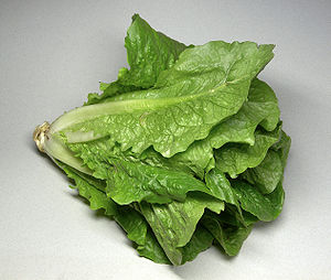 English: Romaine lettuce (Lactuca sativa var. ...