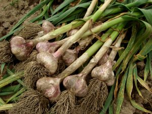 Garlic cloves have been shown to reduce the risk of lung cancer (photo credit: BigStockPhoto.com)