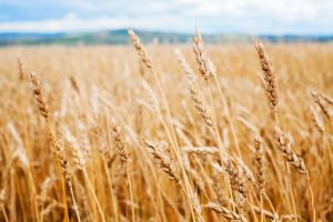 What do you know about the grains you eat? (photo credit: Bigstockphoto.com)