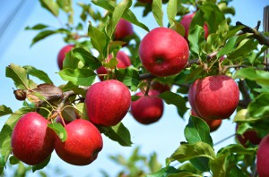 apples in season