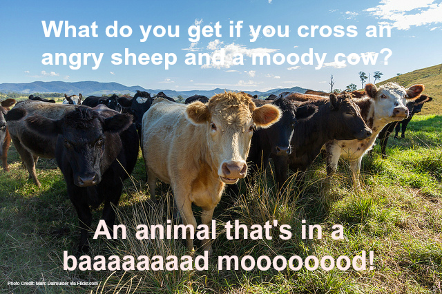 23 Funny Farm Animal Jokes That Will Make You Laugh Out Loud