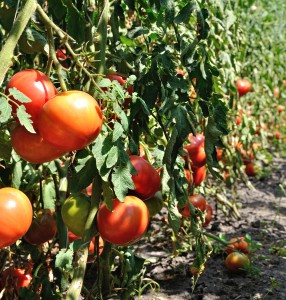 Growing Tomatoes in Arizona is the Hot Topic of 2014 on Fill Your Plate. Photo via Bigstock.com