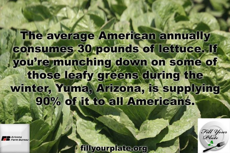The average American consumes 30 pounds of lettuce per year!