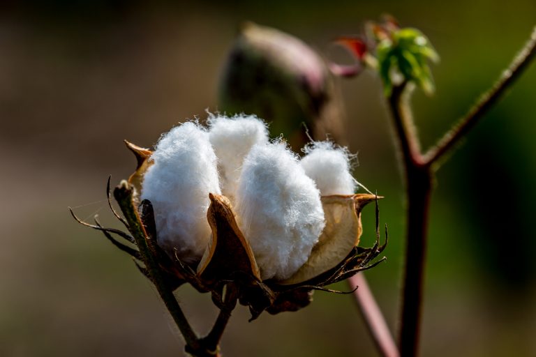 Raw Cotton Growing in a Cotton Field.  Closeup of a Large Cotton