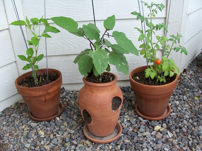 garden plants in terracotta pots