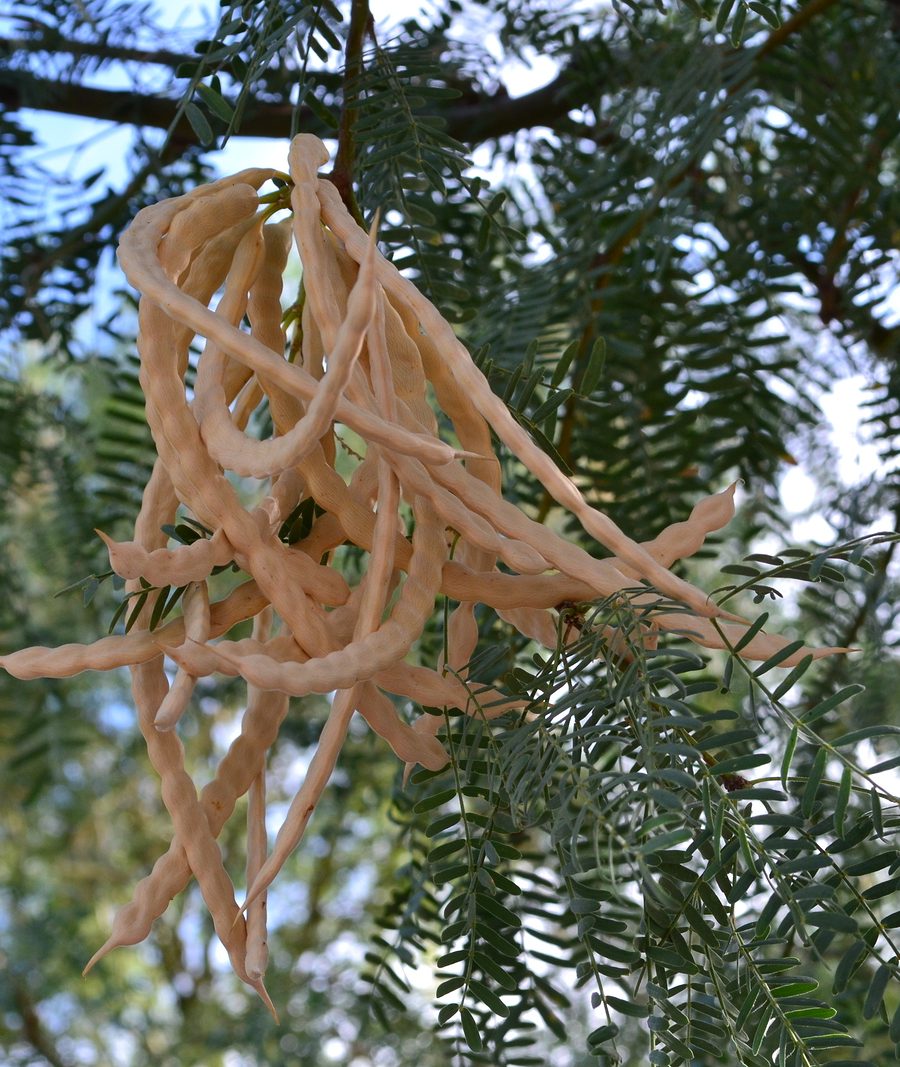 Mesquite Bean Pods