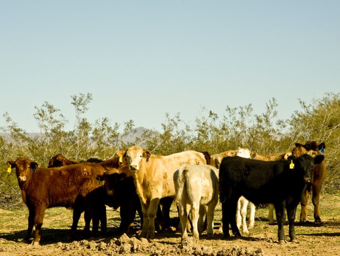 beef Cattle On Arizona's Range.