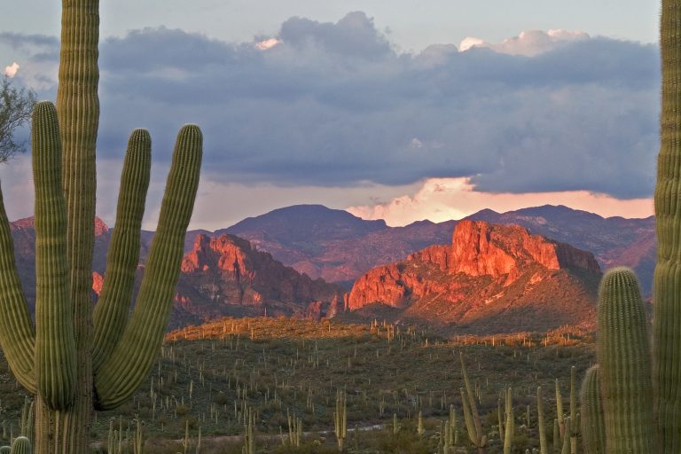 Saguaros With Sunset Lit Superstition Mountains