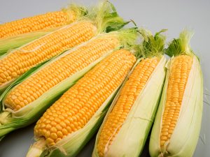 Sweet Corn