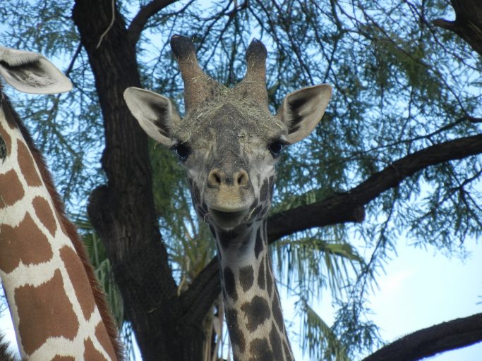Giraffe posing after a meal at the Phoenix, Arizona zoo.