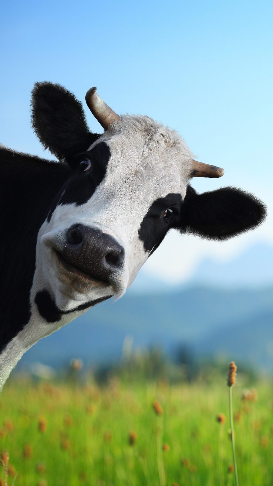 Head of funny cow looking to a camera with Alps and green meadow