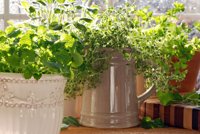 Kitchen herb garden with lemon balm, sage, parsley and thyme pot