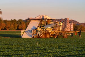 03 FEBRUARY 2003 - YUMA, ARIZONA, USA: Harvesting spinach in the field on the Flanagan Farms near Yuma, AZ. PHOTO BY JACK KURTZ