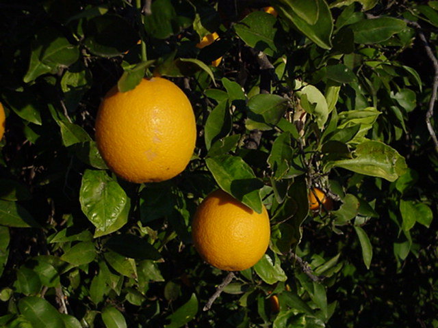 Two oranges on tree