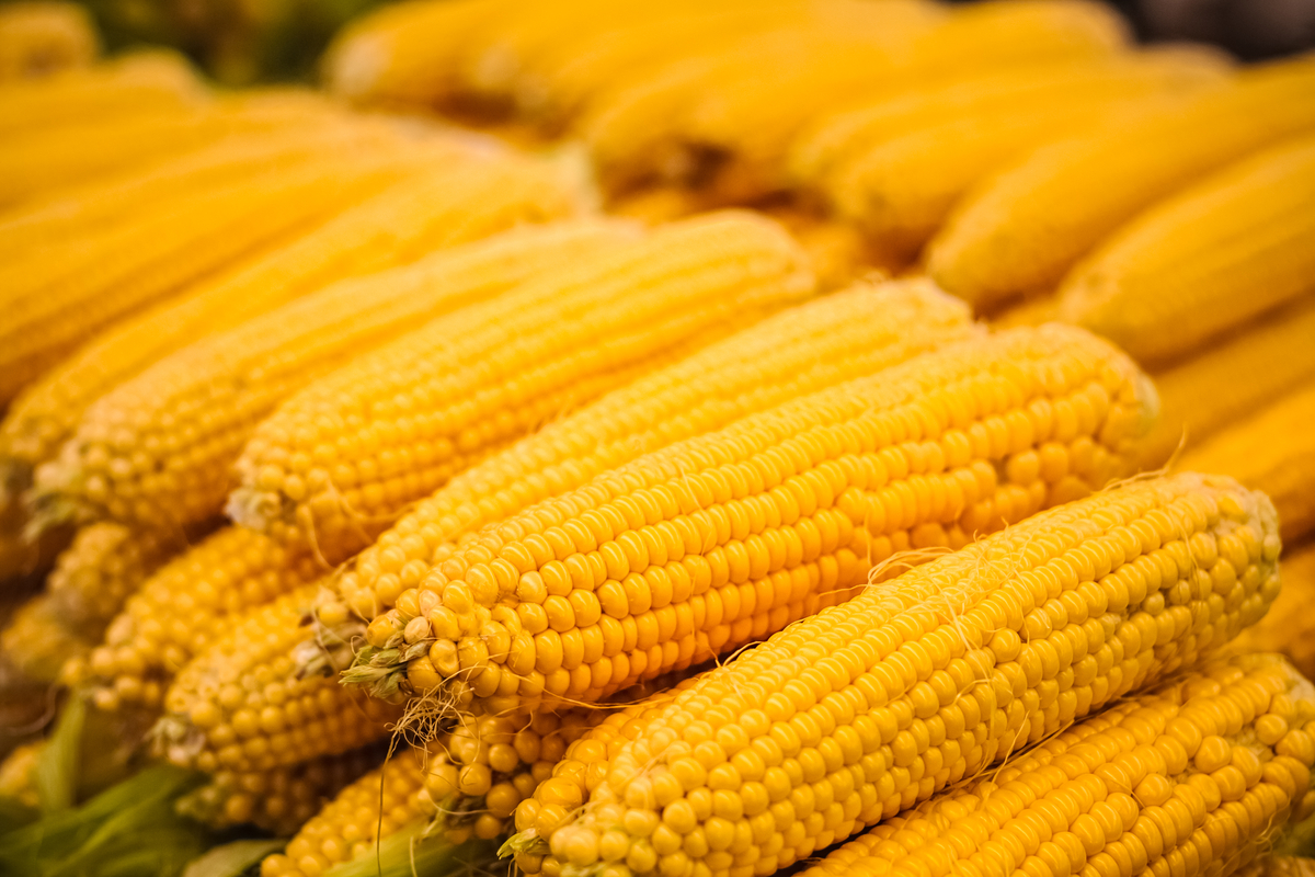 Fresh yellow corn pile on the local market. Crop Background