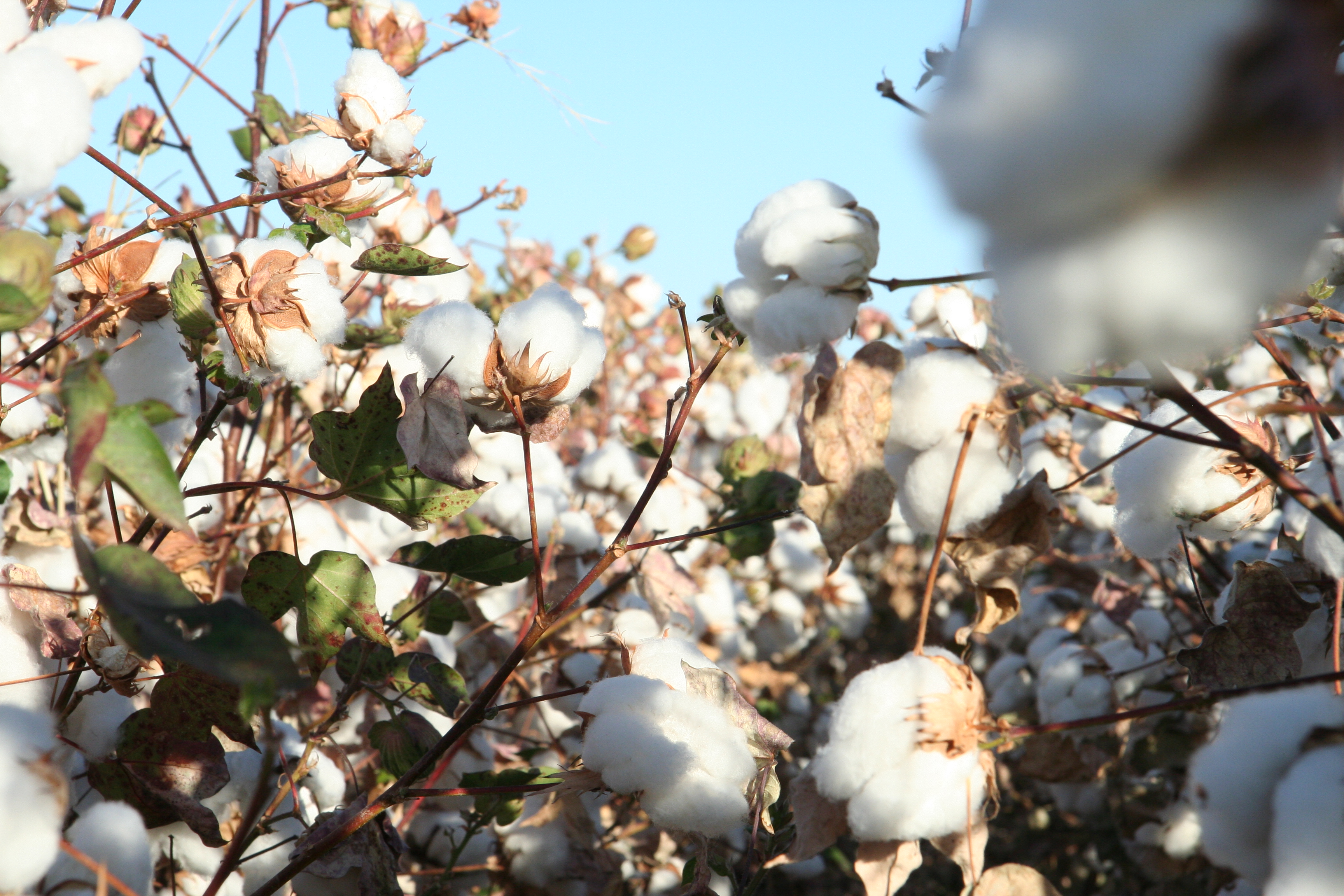 2011 Prechel Last Cotton Crop019