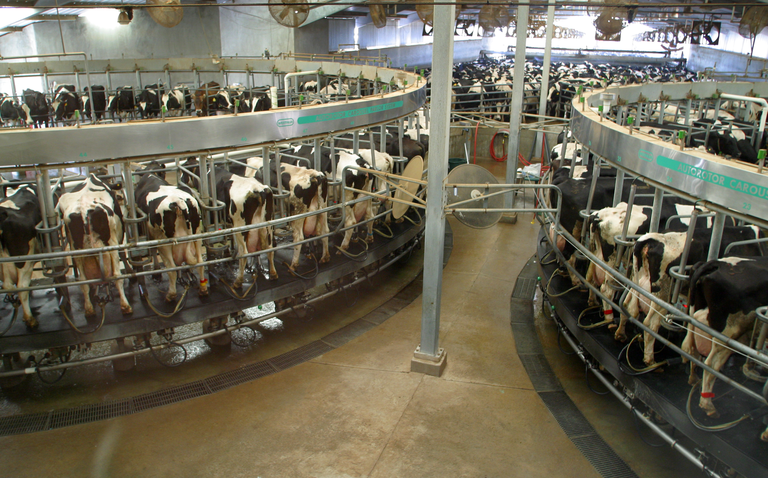 11 MARCH 2003 -- BUCKEYE, ARIZONA: The automated milking line at the Triple G Dairy in Buckeye, AZ, March 11, 2003. The Triple G is one the most technologically advanced dairies in Arizona. More than 3,000 cows per day are milked at the dairy on two rotating carousels which hold 48 cows a piece. PHOTO BY JACK KURTZ