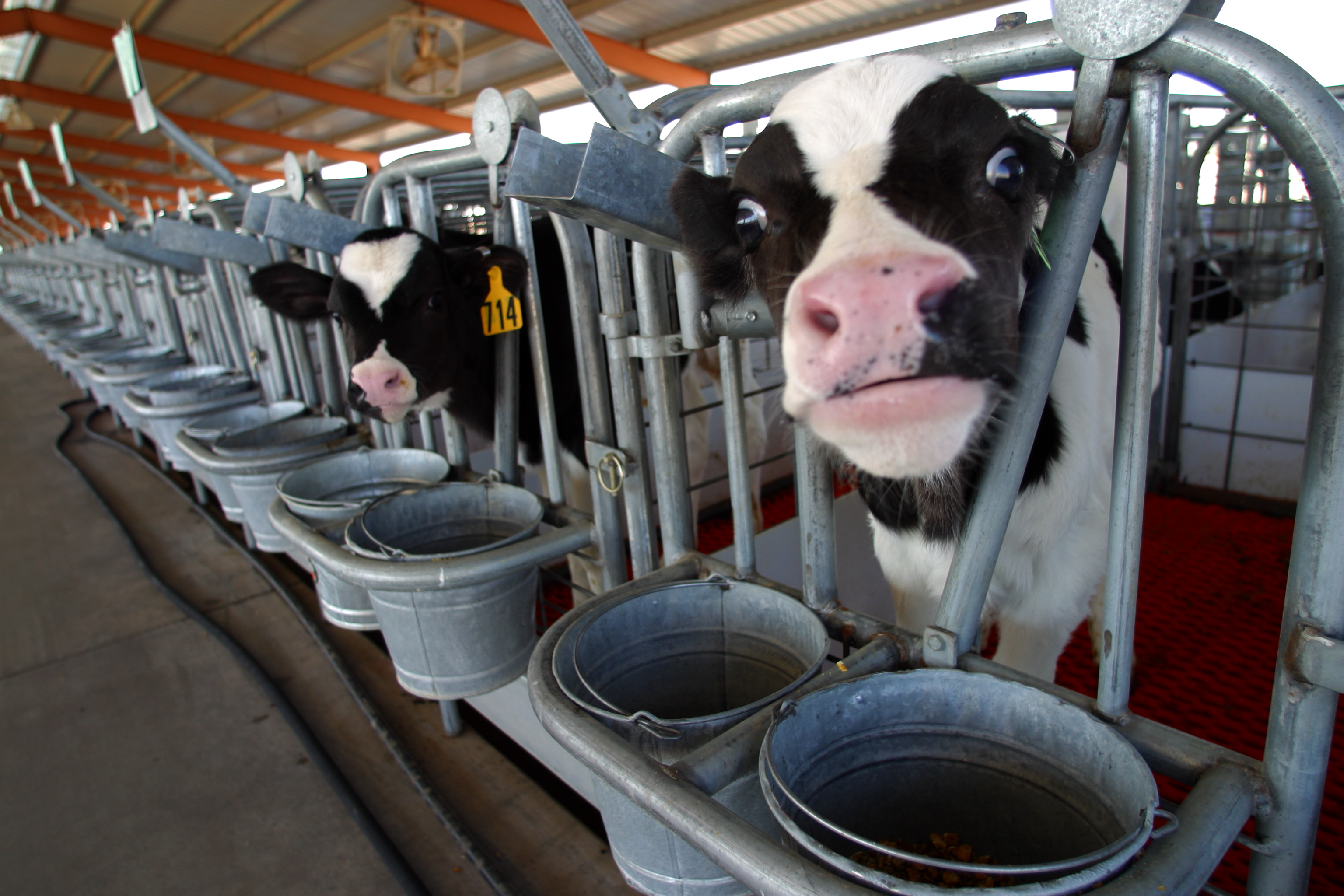 11 MARCH 2003 -- BUCKEYE, ARIZONA: A Holstein calves at the Triple G Dairy in Buckeye, AZ, March 11, 2003. The Triple G is one the most technologically advanced dairies in Arizona. More than 3,000 cows per day are milked at the dairy on two rotating carousels which hold 48 cows a piece. PHOTO BY JACK KURTZ