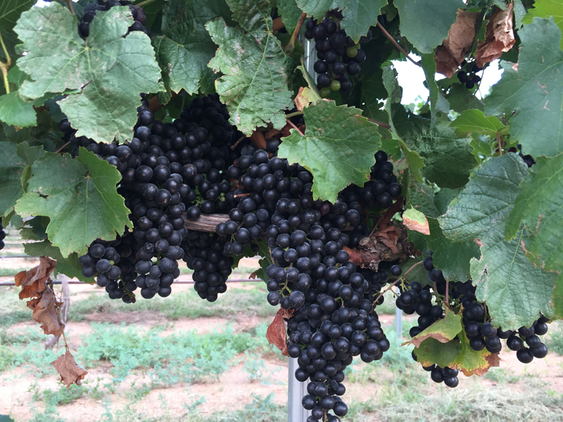 golden-rule-grape-harvest-2016-web-size