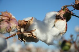 2011-prechel-last-cotton-crop021