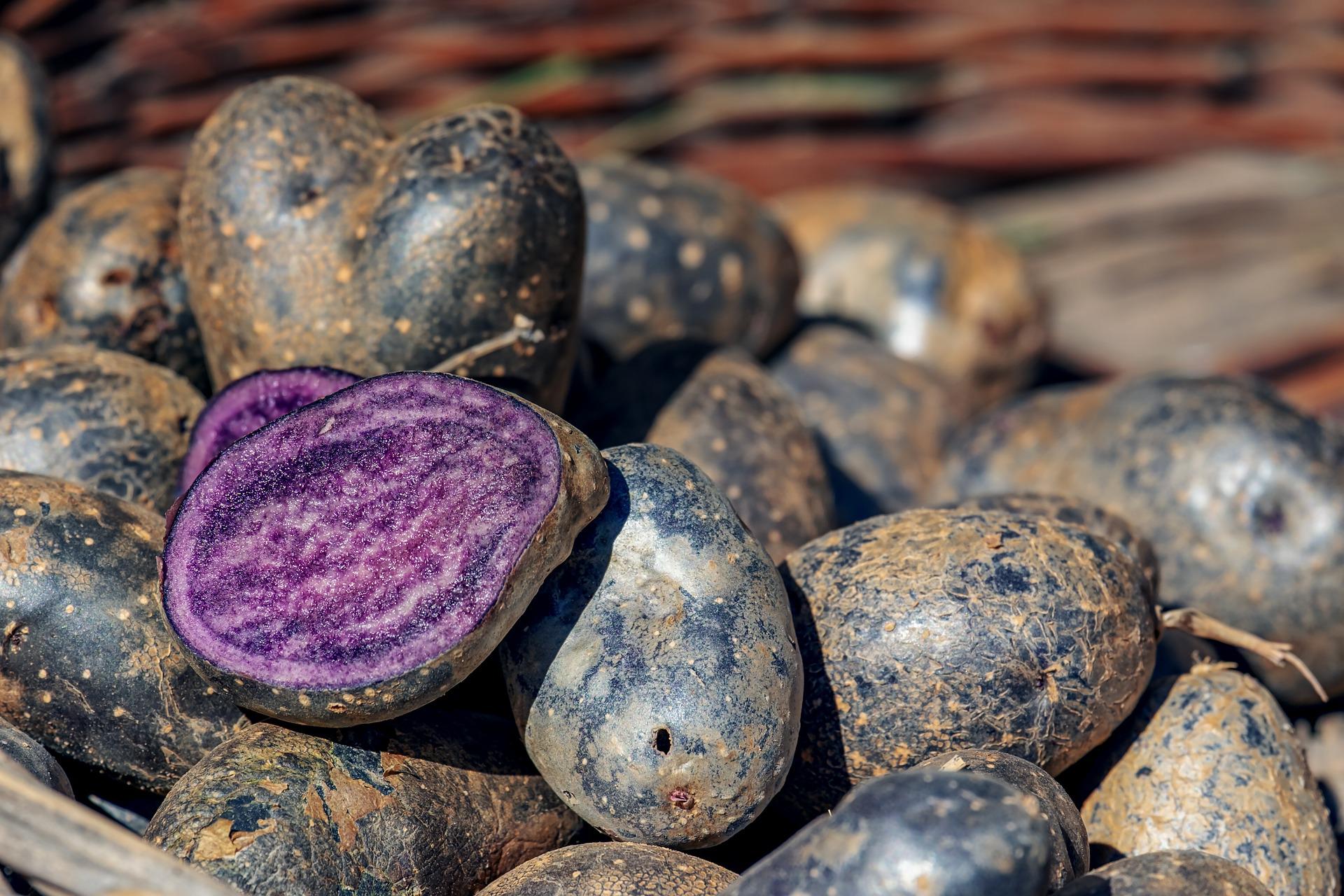 Purple potato hit with consumers
