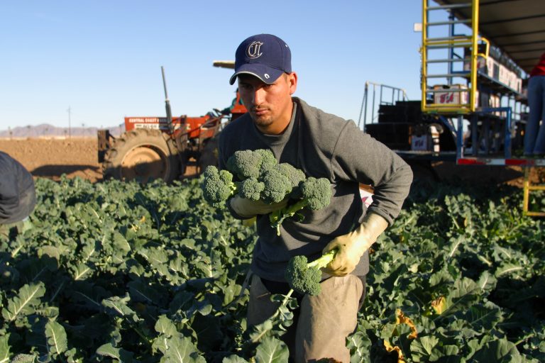 Arizona Agriculture Grows More With Less - Fill Your Plate Blog